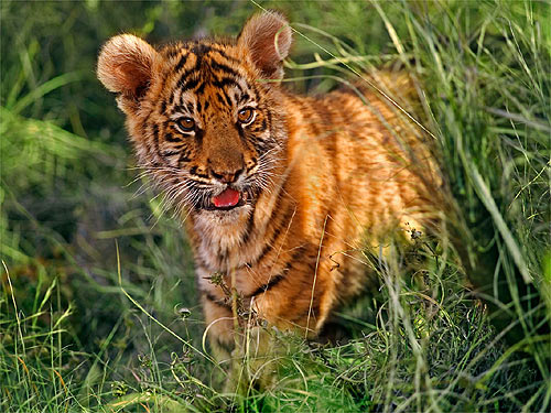 © WWF-Canon / Martin HARVEY <br> Bengal tigers live in mountains, savannahs and mangroves in South Asia.